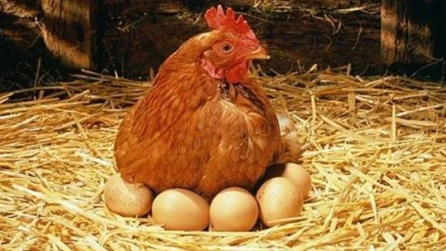 Η κότα έκανε το αβγό ή το αβγό την κότα; Ιδού η απάντηση (video)
