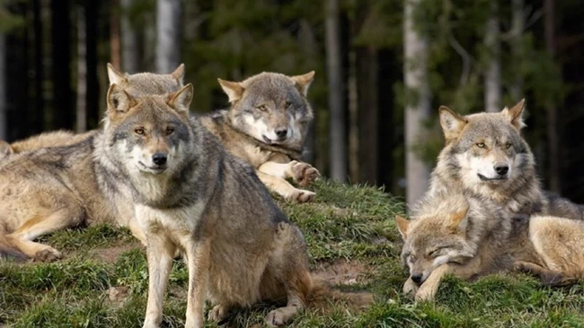 Οι περιβαλλοντολόγοι προειδοποιούν για τους λύκους στην Πάρνηθα- Μετά την επίθεση σε οικογένεια, άρπαξε τον σκύλο
