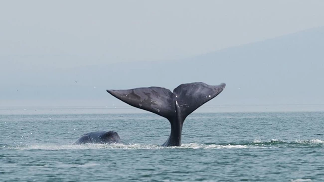 Φάλαινα μπελούγκα στον Σηκουάνα: Αφιλόξενα για το κήτος τα νερά - Την παρακολουθούν με drone