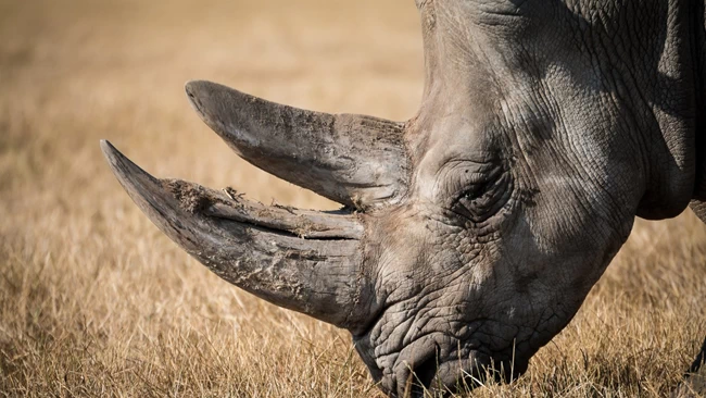 WWF: Μέσα σε 40 χρόνια η Γη έχασε το 60% των άγριων ζώων