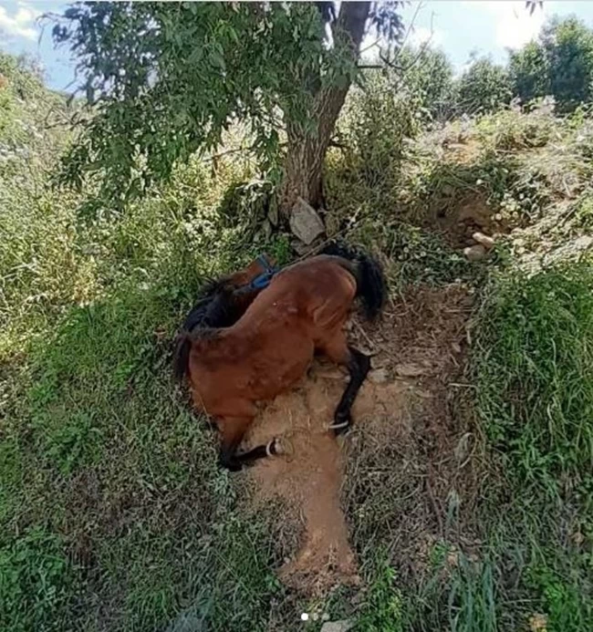 ΑΛΟΓΟ ΤΖΙΑ