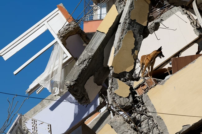 Σεισμός στην Τουρκία: Οι τετράποδοι διασώστες που σώζουν ζωές μέσα από τα συντρίμμια