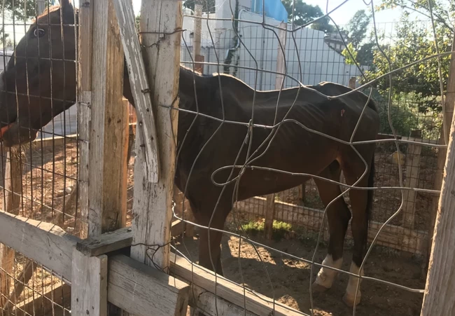 Πρωτοφανής κακοποίηση αλόγων στον Ασπρόπυργο - Εικόνες φρίκης στη δικογραφία με ζώα χωρίς νερό και τροφή