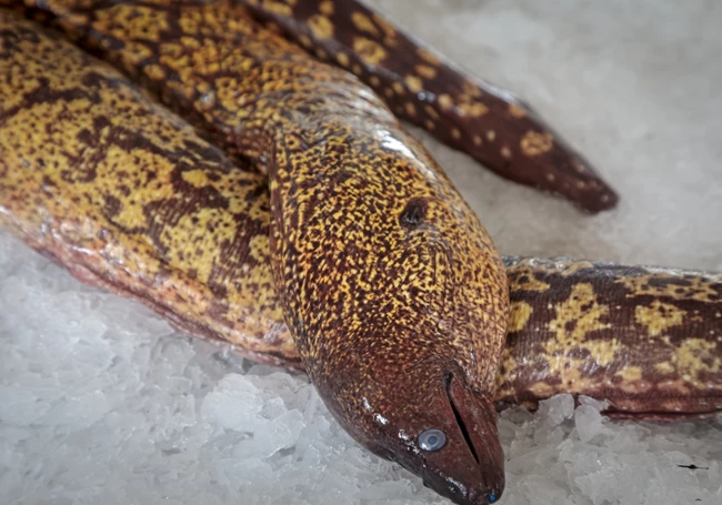 σούσι σκόπελος