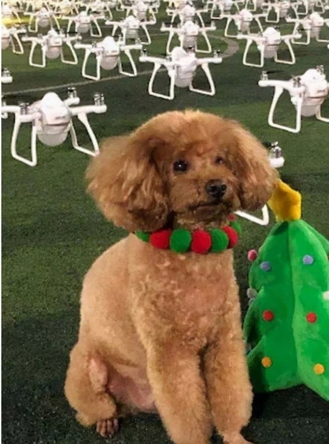 Γενέθλια σκύλου με drone