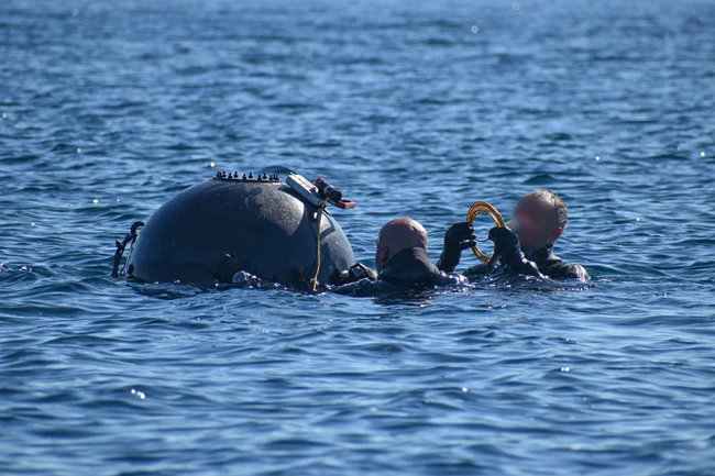 seals