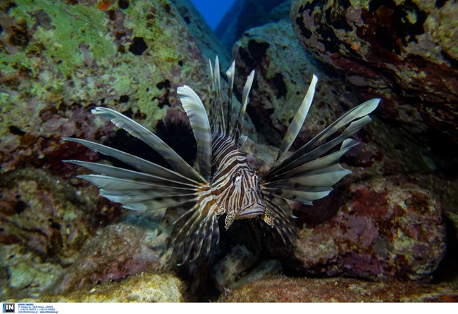 ΛΕΟΝΤΟΨΑΡΟ