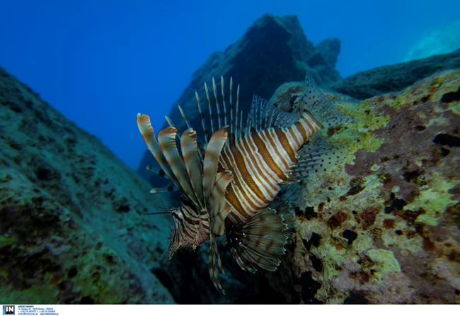 ΛΕΟΝΤΟΨΑΡΟ