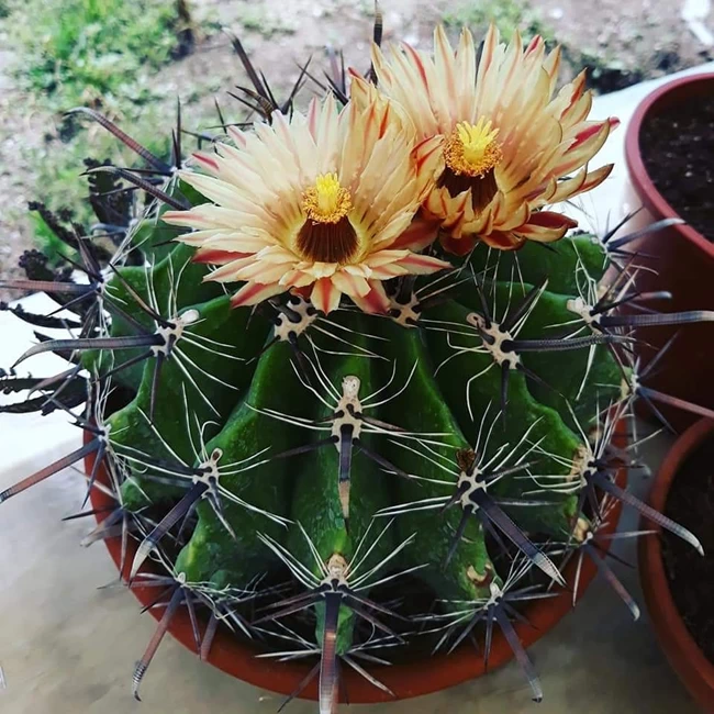 Cactus