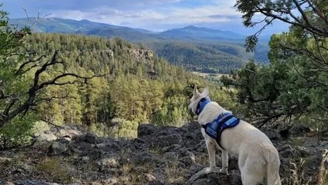 TAOS RESCUE