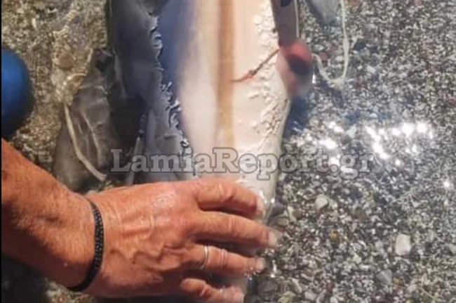 ΔΕΛΦΙΝΙ ΜΩΡΟ