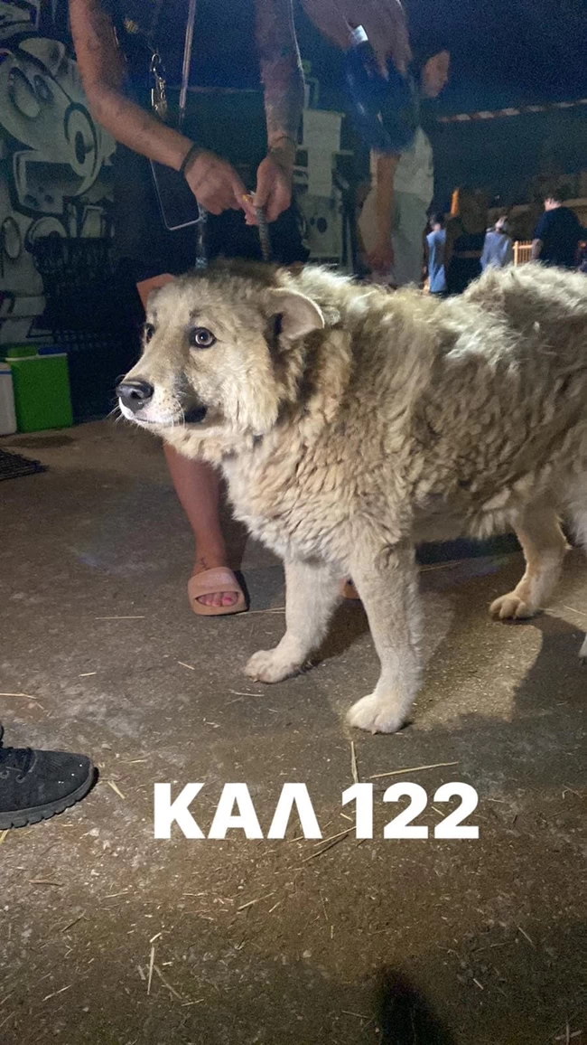 ΖΩΑΚΙΑ ΓΑΛΑΤΣΙ