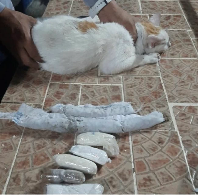 Παναμάς: Ένας...γάτος-βαποράκι "συνελήφθη" έξω από φυλακή