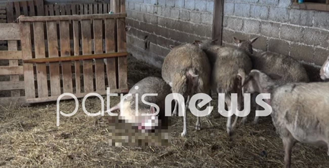 ΣΚΥΛΙΑ ΠΡΟΒΑΤΑ