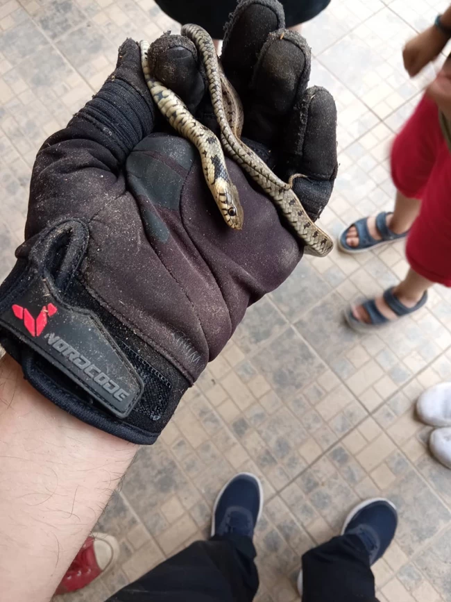 φιδι