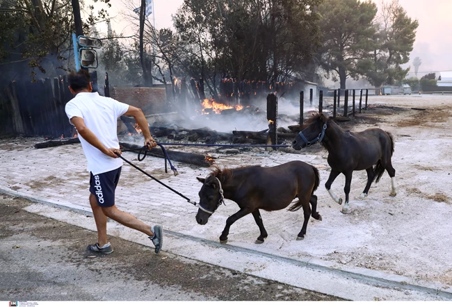 αλογα