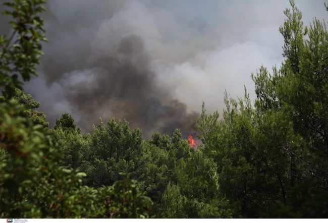 βασιλικα κτηματα