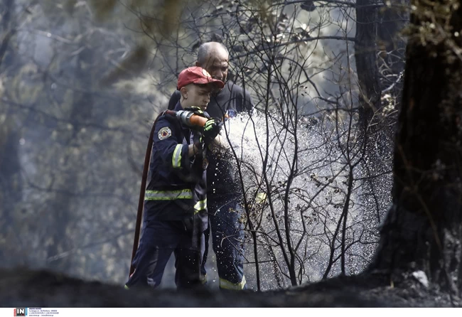 Σκάνδαλο: Πουλάνε καμένο δάσος στην Αργολίδα, που έχει κριθεί αναδασωτέο- Πώς κατάφεραν άρση της αναδάσωσης για 720 στρέμματα