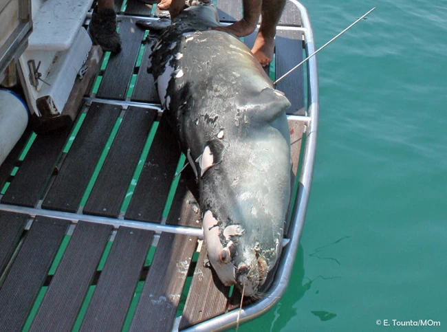 Θλίψη στην Αλόννησο: Νεκρός ο "Κωστής", η διάσημη φώκια του νησιού - Την δολοφόνησαν με ψαροντούφεκο
