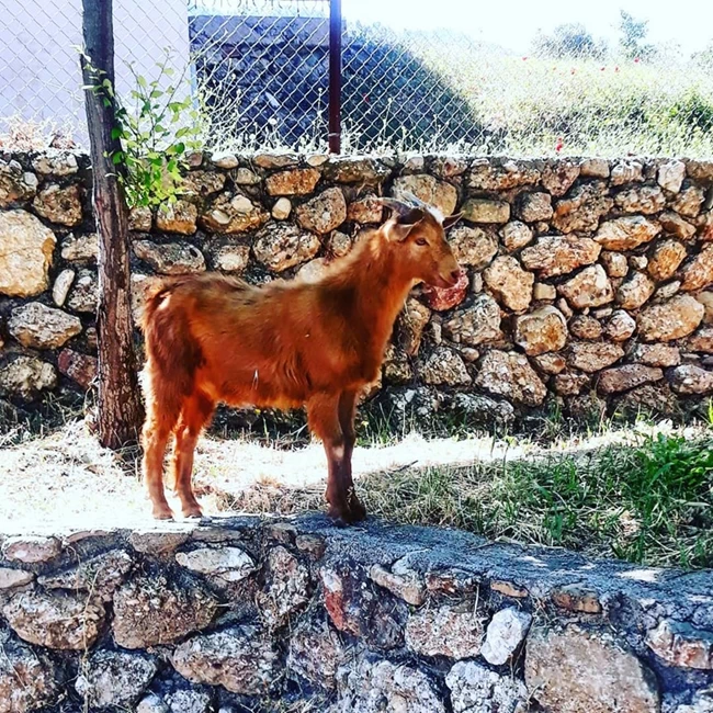 ΣΠΙΤΙ