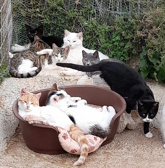 ζωακια