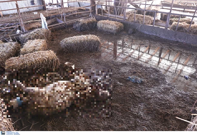 ΝΕΚΡΑ ΖΩΑ ΘΕΣΣΑΛΙΑ