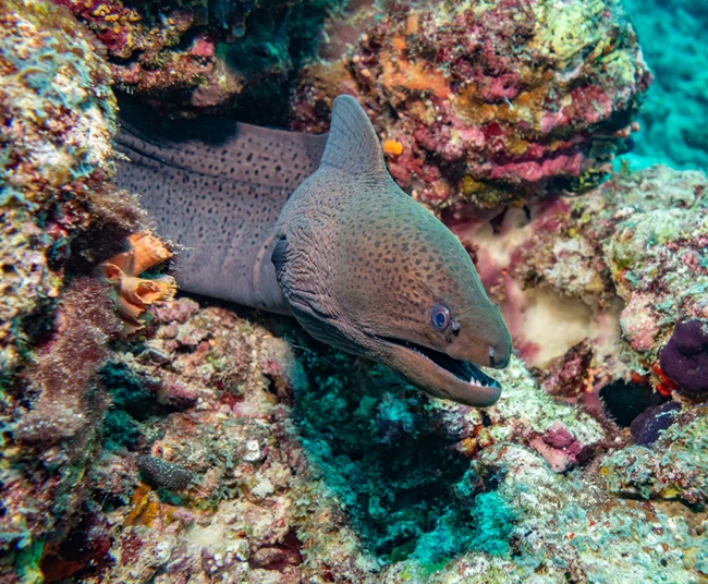 σούσι σκόπελος