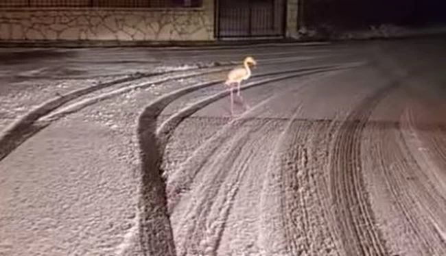 Ένα φλαμίνγκο κάνει... βόλτες στους χιονισμένους δρόμους της Ευρυτανίας [Εικόνες - Βίντεο]