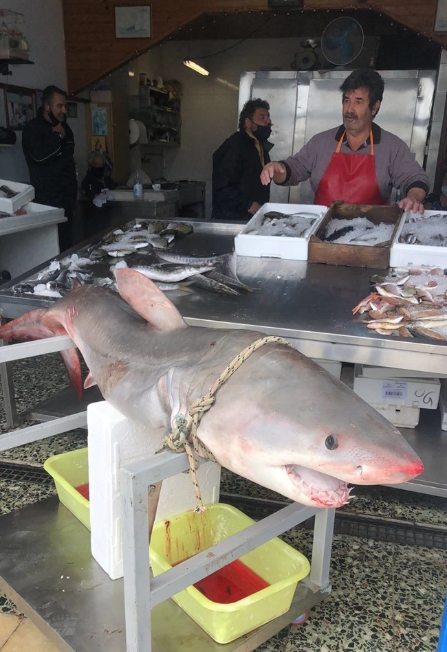 Καρχαρίας Νάξος