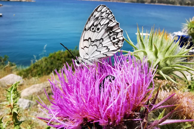 πεταλούδες