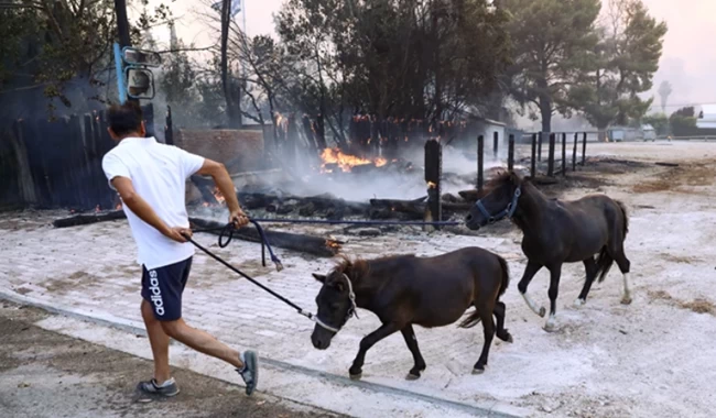 Άλογα Φωτιά