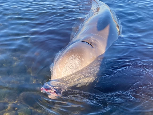 Μάχη για τη σωτηρία της φάλαινας-Καθηγήτρια κτηνιατρικής: Ο "Σωτήρης" οδηγήθηκε σε πιο βαθιά νερά