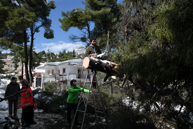δενδρα
