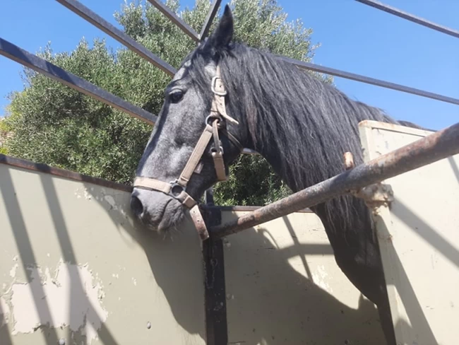 άλογο