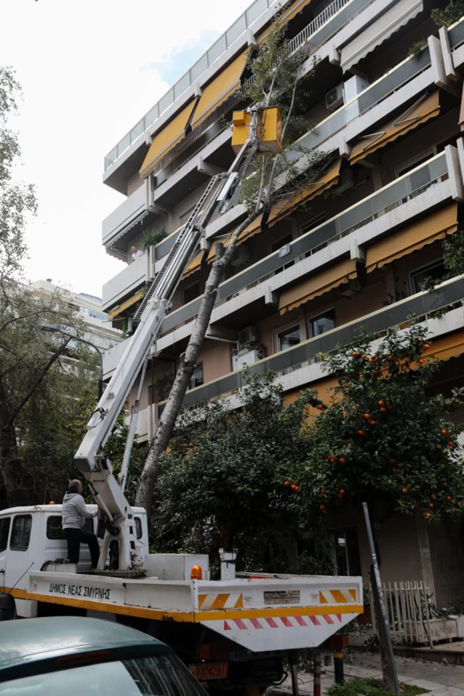 δέντρο νεα σμύρνη