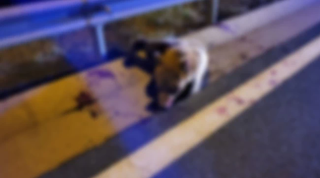 κοζανη συγκρουση