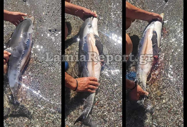 ΔΕΛΦΙΝΙ ΜΩΡΟ