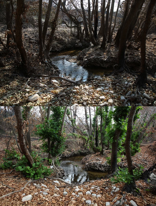 βαρυμπόμπη