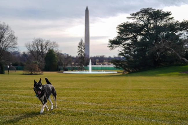 Μέιτζορ: Στον Λευκό Οίκο το πρώτο υιοθετημένο από καταφύγιο σκυλί [Εικόνες]