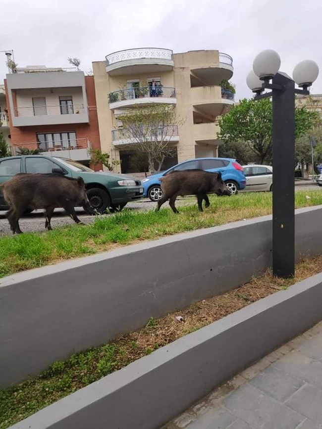 αγριογούρουνα θεσσαλονικη