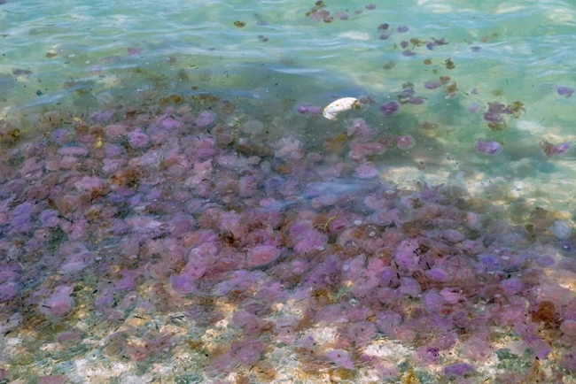 Γέμισαν τοξικές μέδουσες οι παραλίες της Χαλκιδικής - Εφαρμογή για τον live εντοπισμό τους