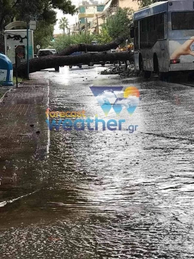 Πτώση Δέντρου