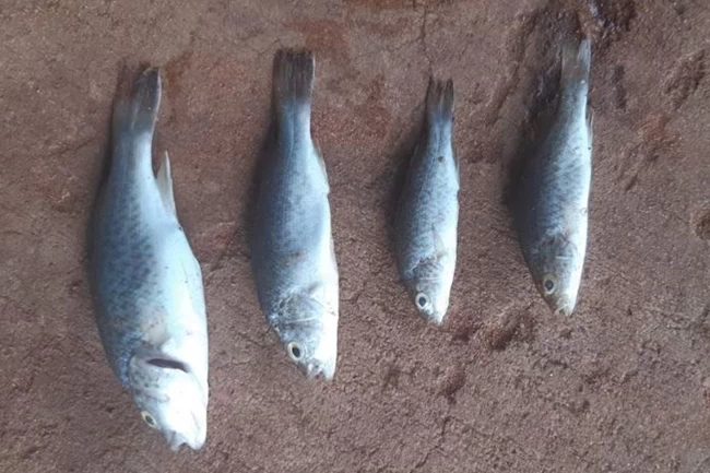 ΑΥΣΤΡΑΛΙΑ ΨΑΡΙΑ