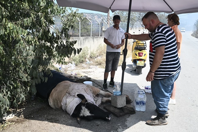 ΚΑΜΕΝΑ ΖΩΑ