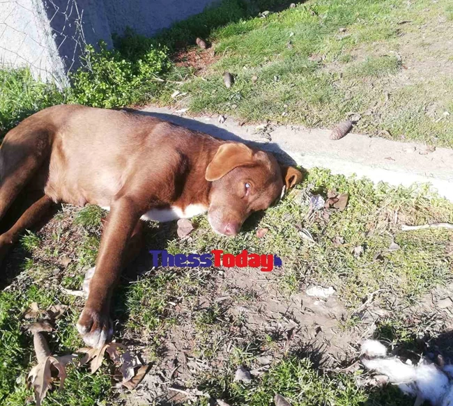 Νάουσα: Τυφλή σκυλίτσα το έσκασε από χώρο φιλοξενίας και επέστρεψε στον άνθρωπο που την είχε περιθάλψει