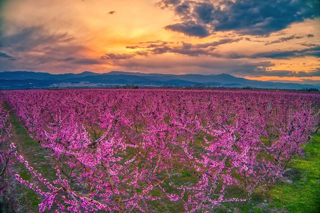 Άνθισαν οι ροδακινιές της Βέροιας - Βάφτηκε ροζ ο εύφορος κάμπος της Ημαθίας