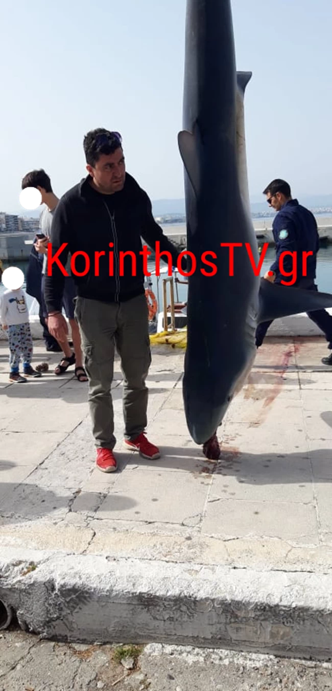 Καρχαρίας Λουτράκι