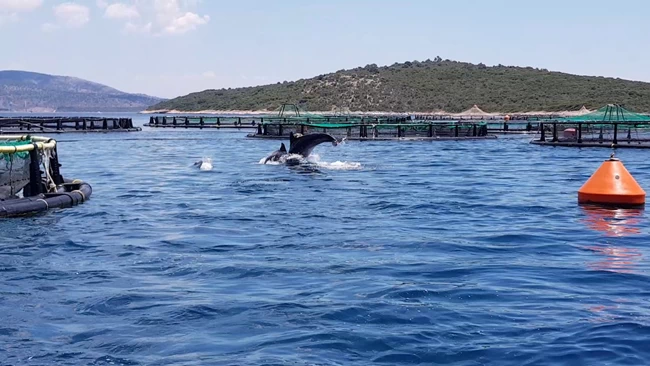 Τον καθαρισμό του λιμανιού του Αγίου Θωμά, στην Πρέβεζα ανέλαβε η ΕΛΟΠΥ