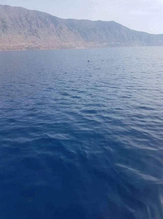 Καρχαρίας
