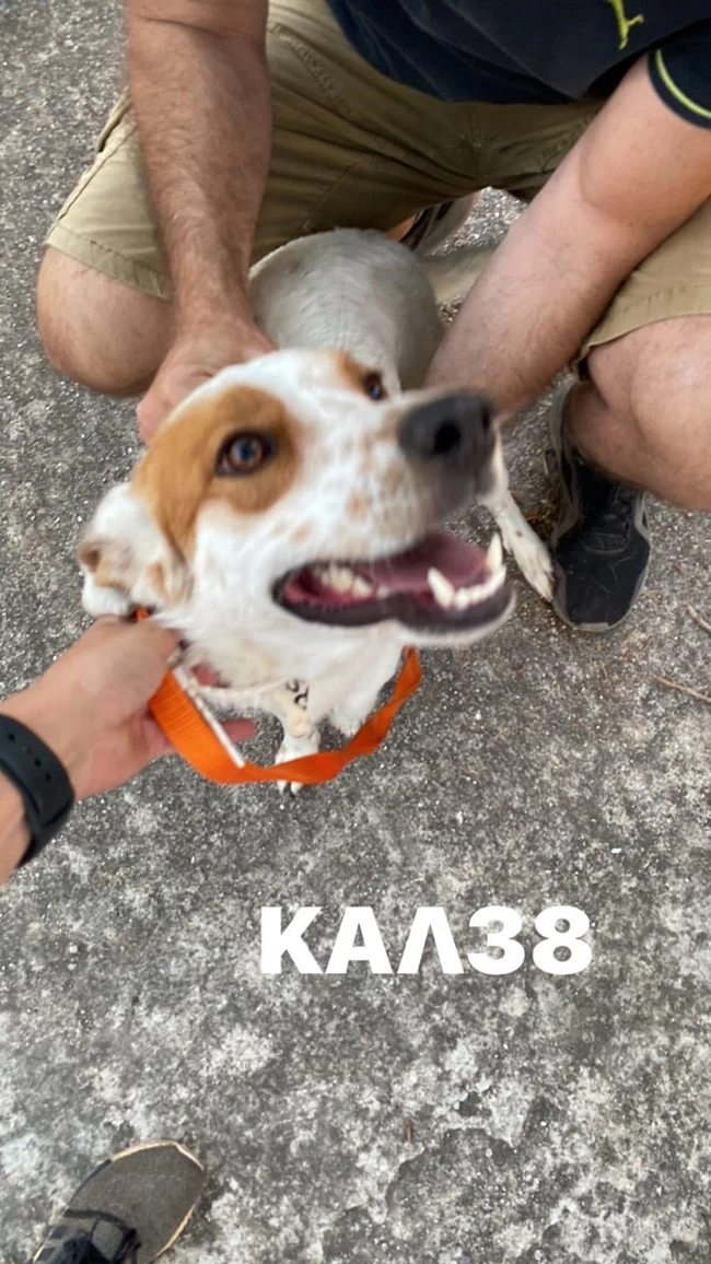 ΖΩΑΚΙΑ ΓΑΛΑΤΣΙ